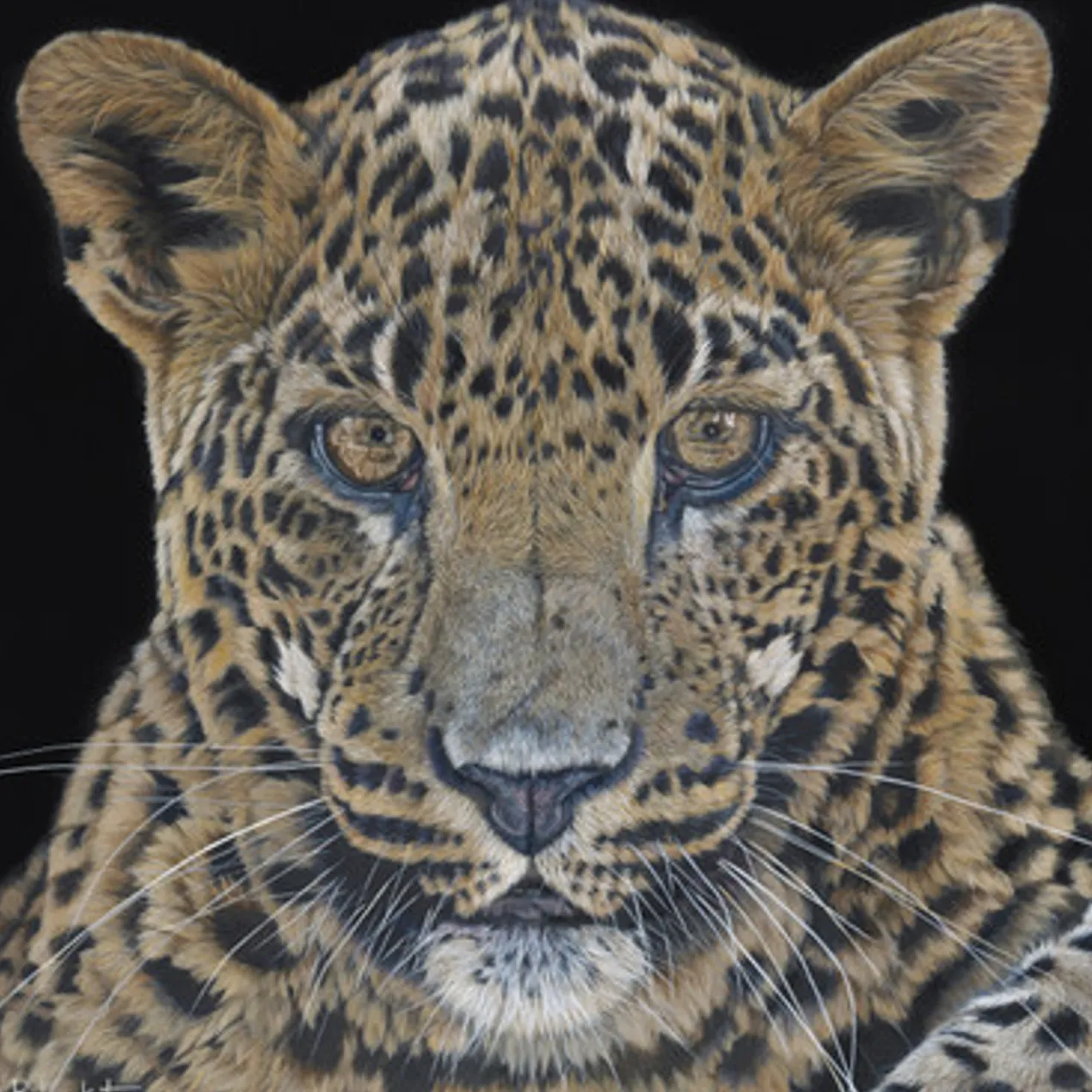 Conscience - Sri Lankan Leopard