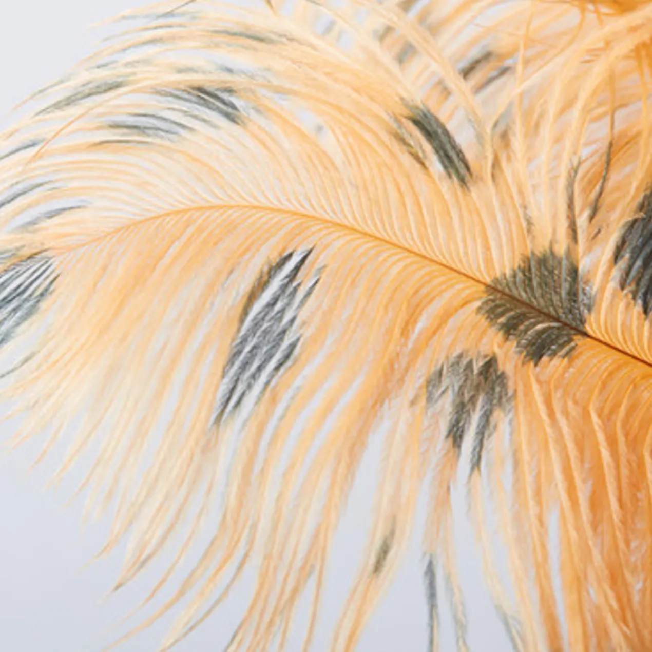 Ostrich Spray - Set of 3