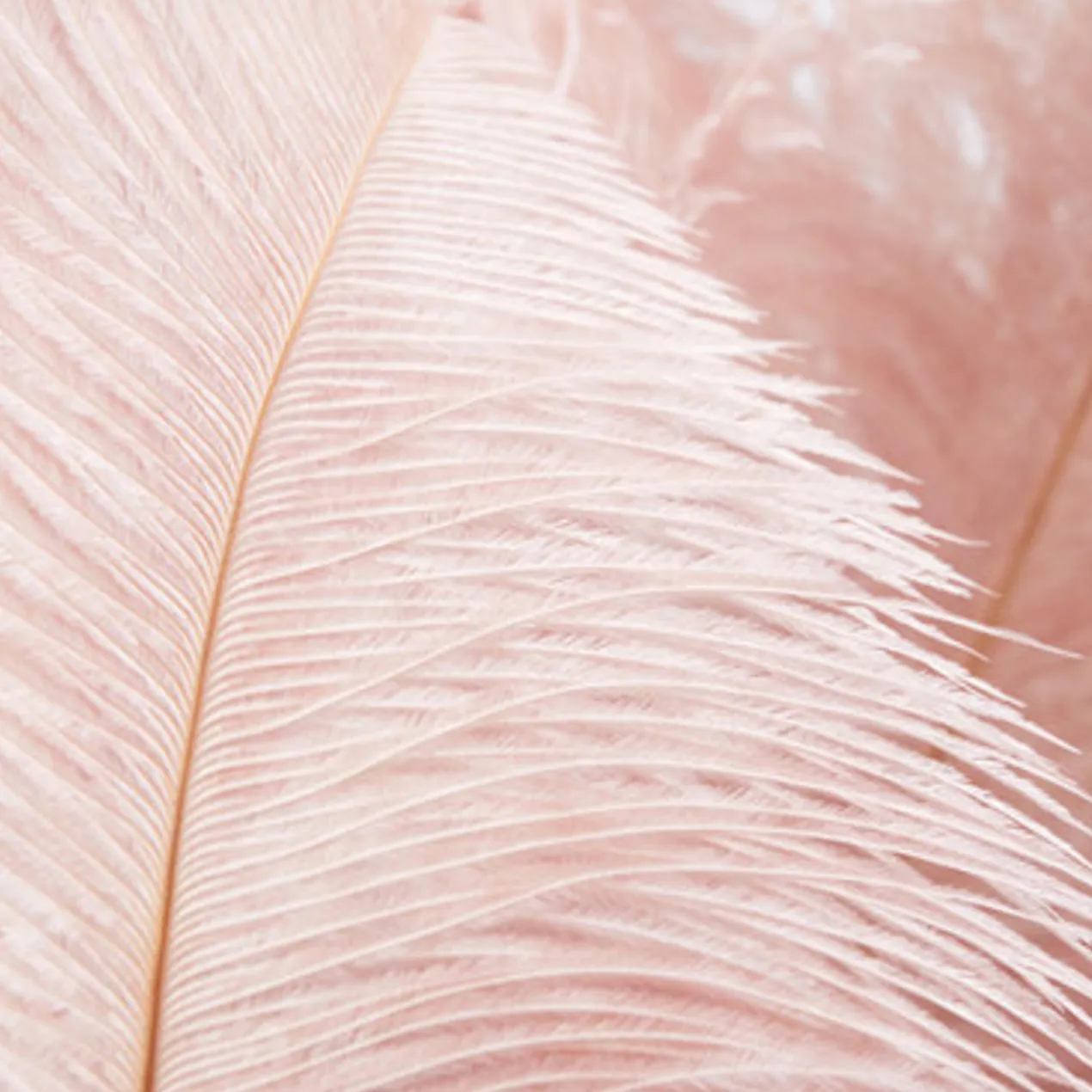 Ostrich Spray - Set of 3