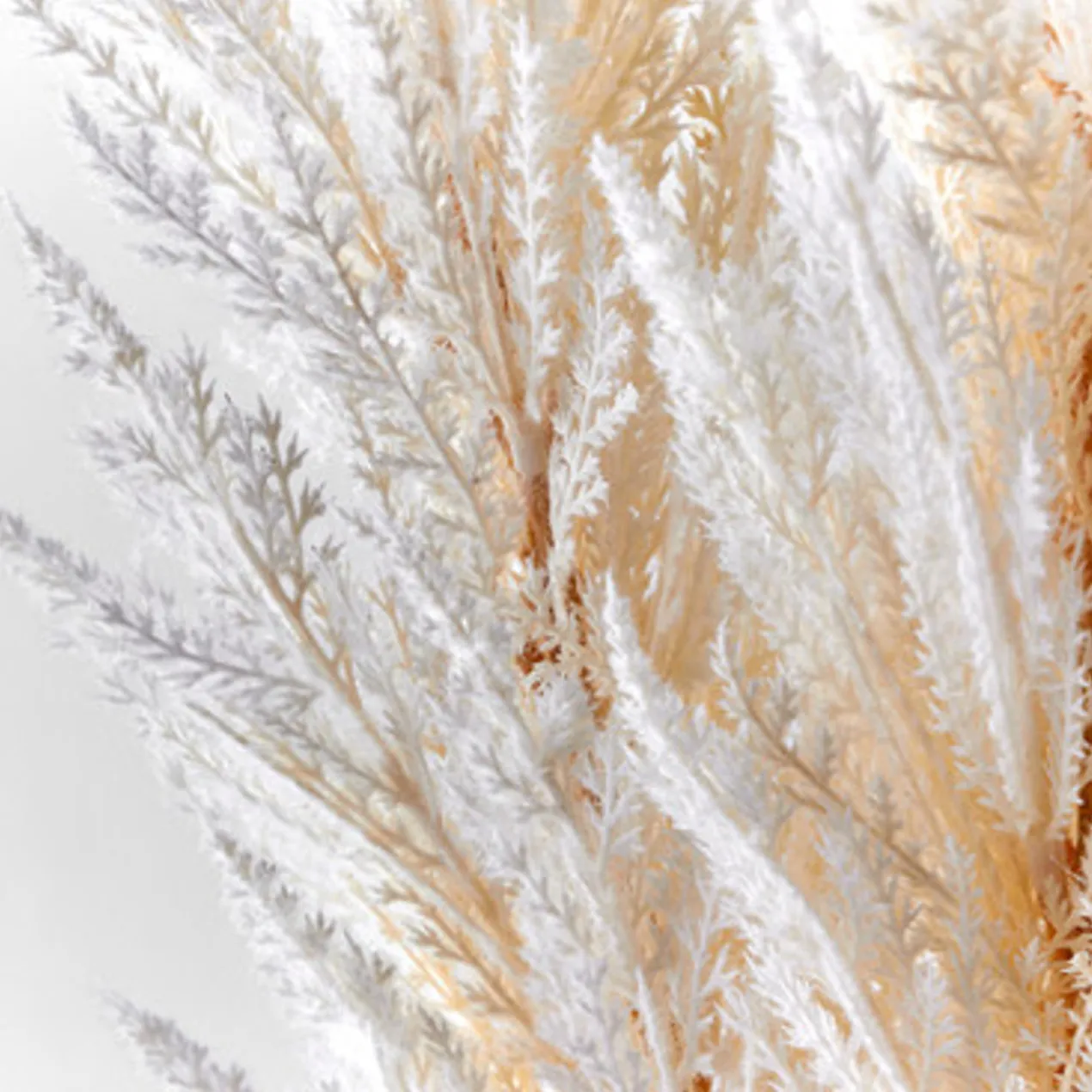 Pampas Grass - Set of 3