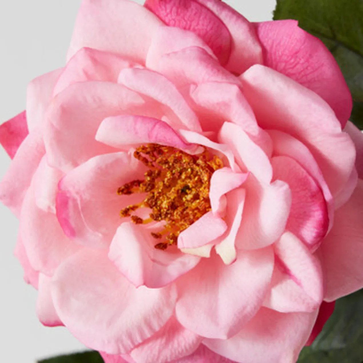 Real Touch Orlane Rose - Set of 3